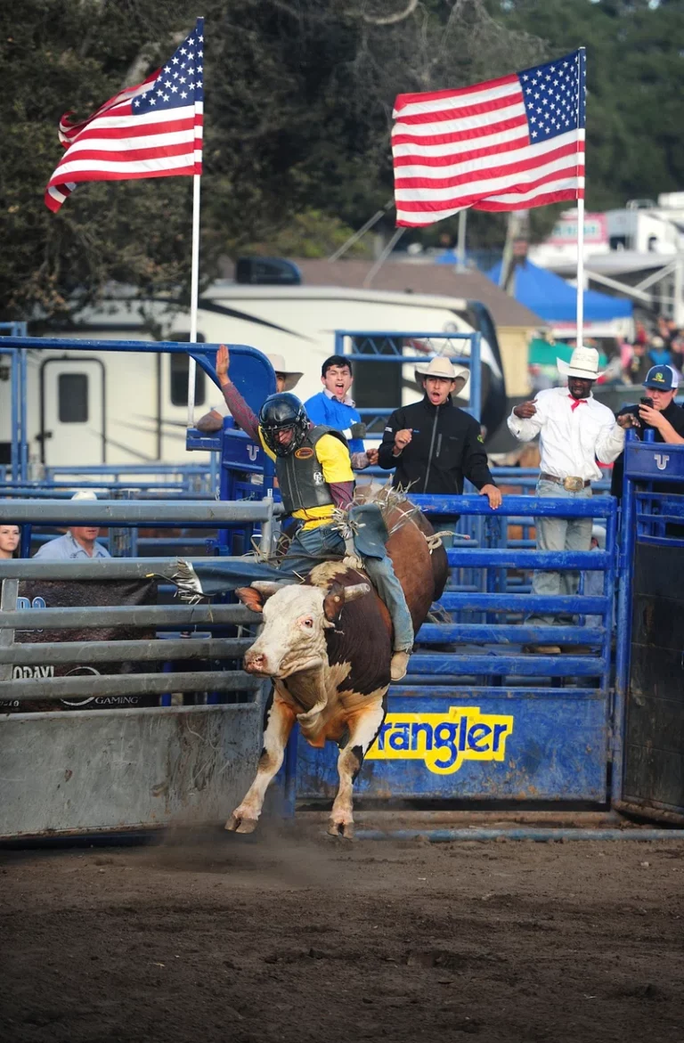 bronc